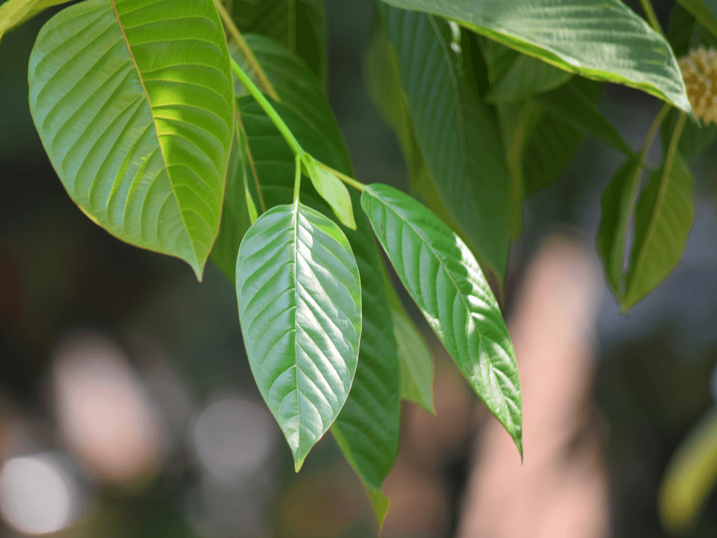 Kratom About Us